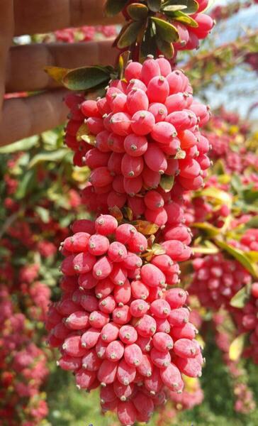 عکس درخت زرشک خوراکی