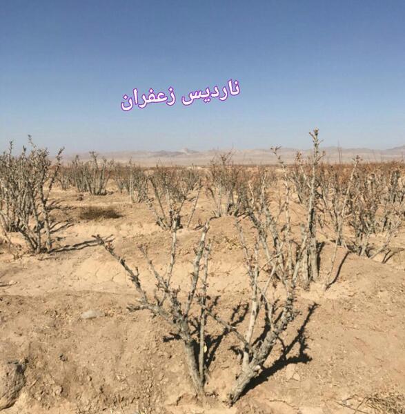 عکس درخت زرشک خوراکی