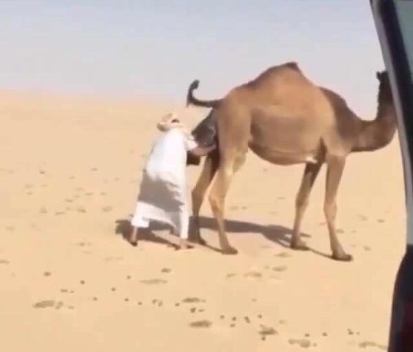 عکس زایمان شتر