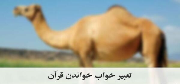 عکس شتر باردار