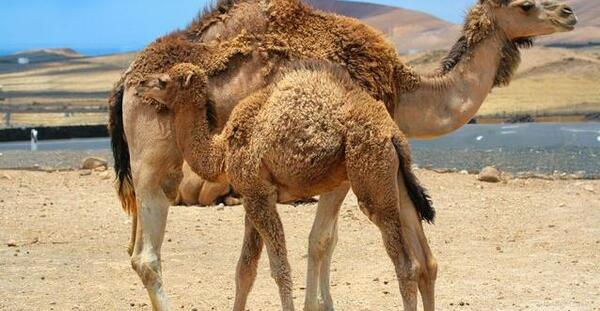 عکس شتر باردار