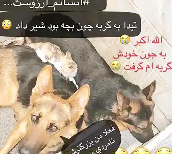 عکس سگ تیدا
