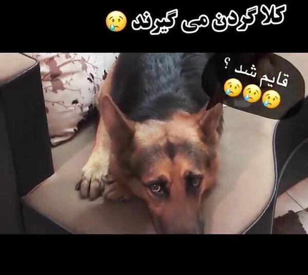 عکس سگ تیدا