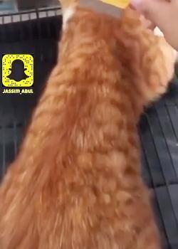 عکس شپش گربه