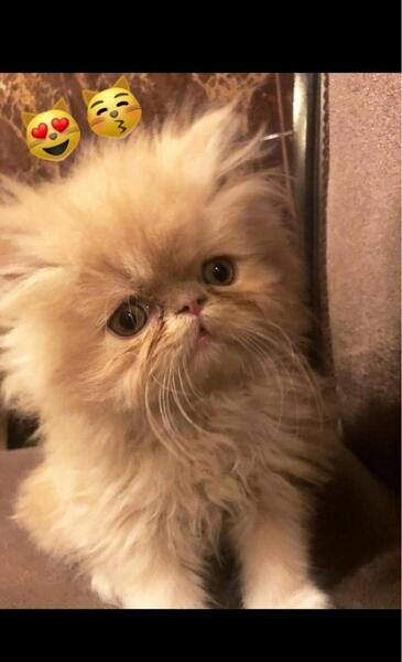 عکس سارا و نیکا با گربه