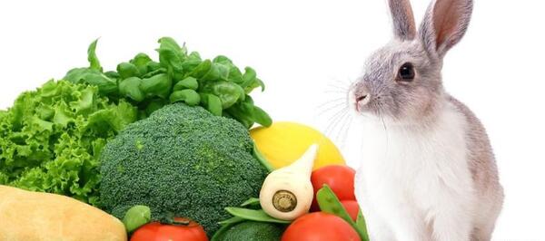 عکس غذاهای خرگوش