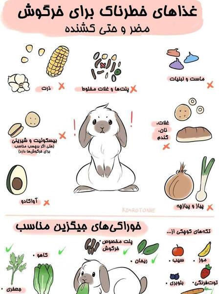 عکس غذاهای خرگوش