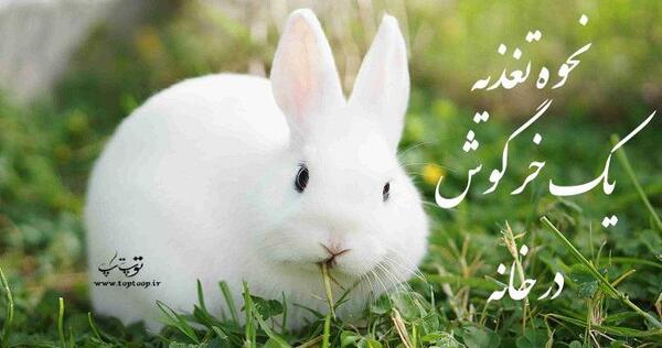 عکس غذاهای خرگوش