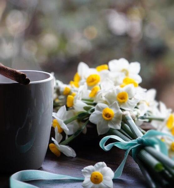 عاشقانه عکس گل نرگس در دست دختر