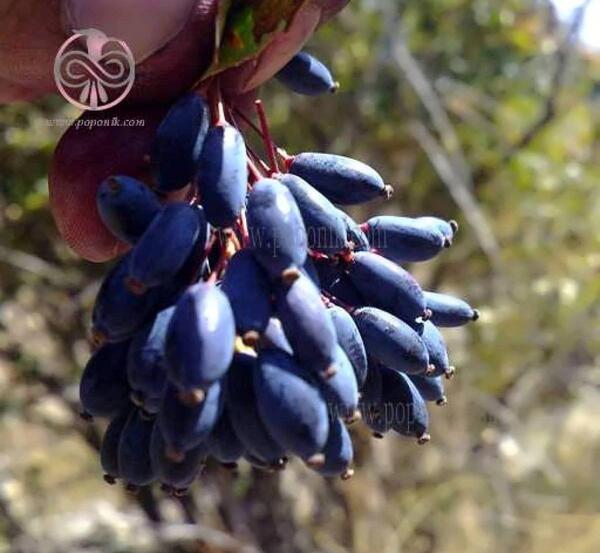 عکس بوته زرشک کوهی