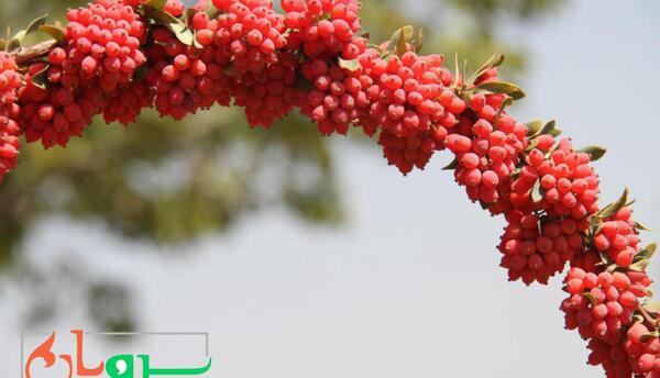 عکس بوته زرشک کوهی