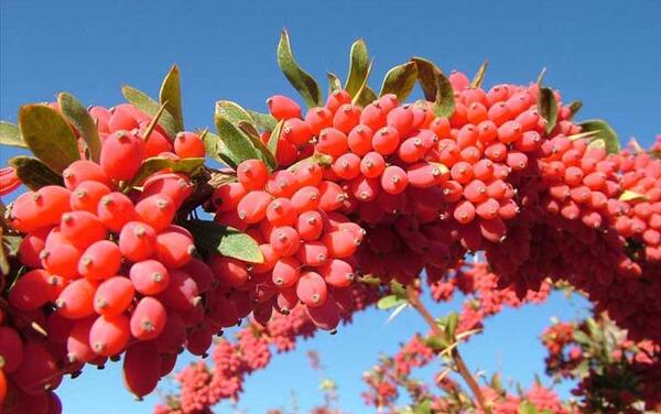 عکس بوته زرشک کوهی
