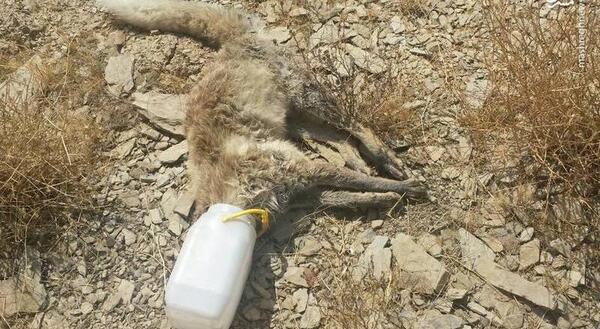 عکس روباه مرده