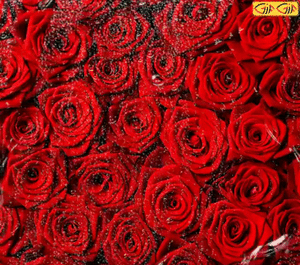 عکس گل رز قرمز عاشقانه