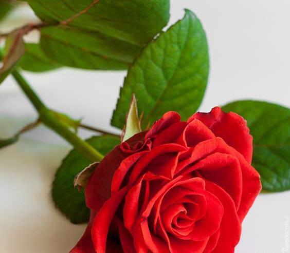 عکس گل رز قرمز عاشقانه
