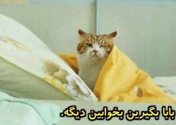 عکس های خنده دار گربه سیاه