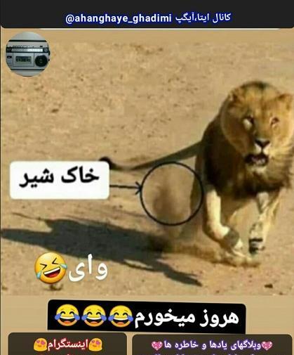 عکس شیر طنز