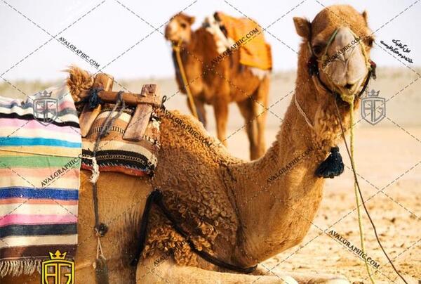 عکس شتر نشسته