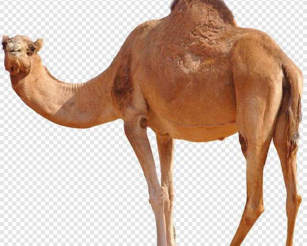 عکس شتر نشسته