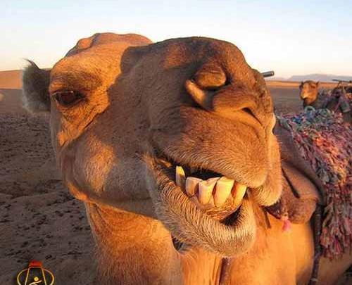 عکس شتر نشسته