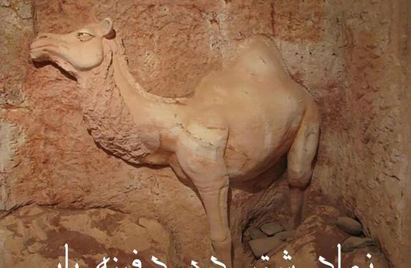 عکس شتر نشسته