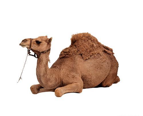 عکس شتر نشسته