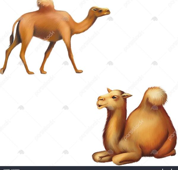 عکس شتر نشسته