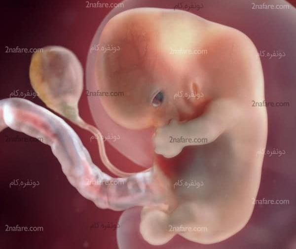 عکس یک ماهگی نوزاد در شکم مادر