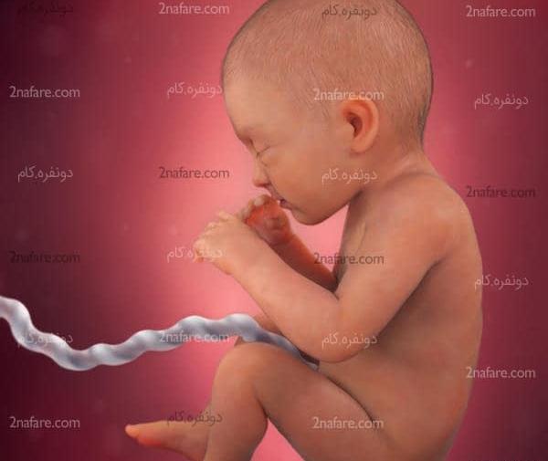عکس یک ماهگی نوزاد در شکم مادر