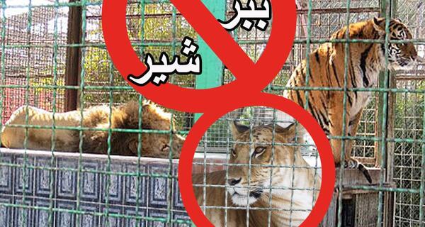 عکس شیر پلنگ ببر
