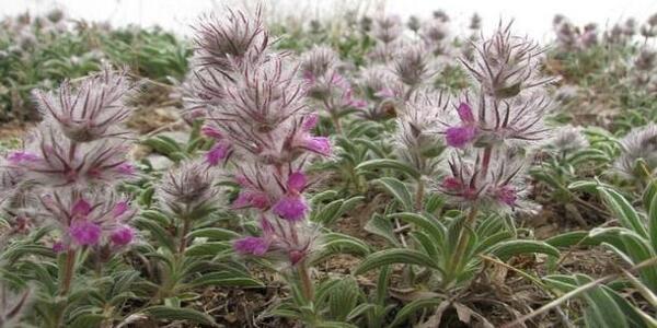 عکس چای کوهی تازه