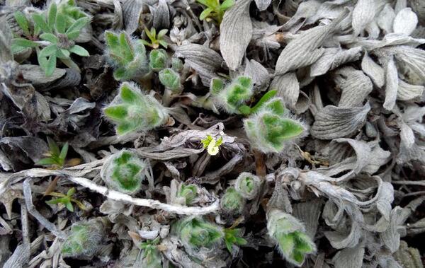 عکس چای کوهی تازه