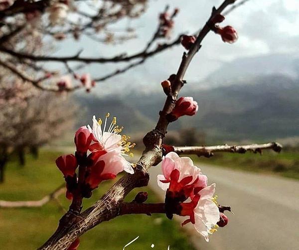 عکس بهار مبارک