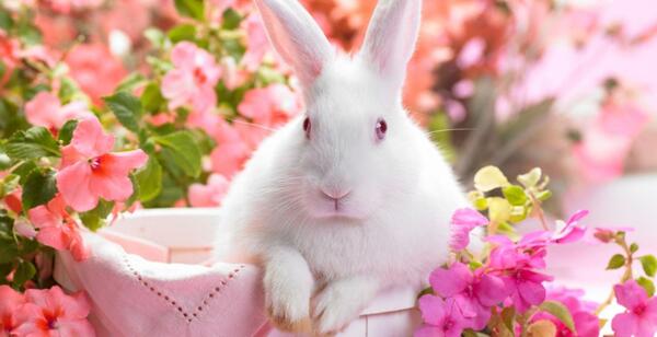 عکس صفحه گوشی خرگوش