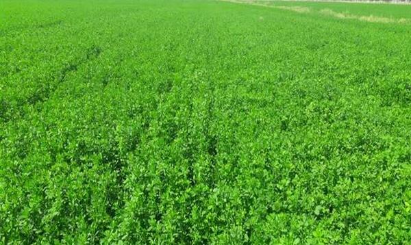 عکس علف یونجه