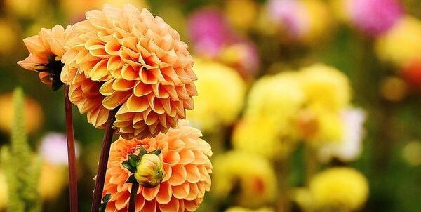 عکس گل های زیبا زرد