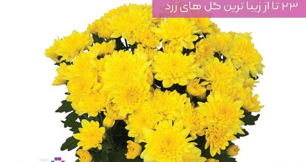 عکس گل های زیبا زرد