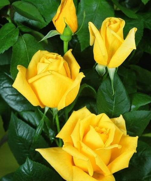 عکس گل های زیبا زرد