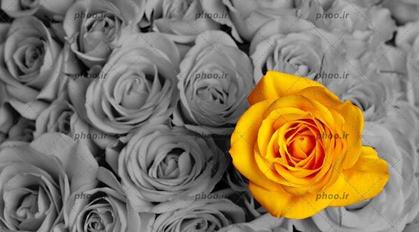 عکس گل های زیبا زرد
