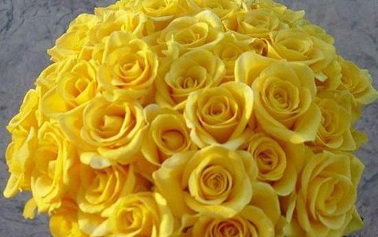 عکس گل های زیبا زرد