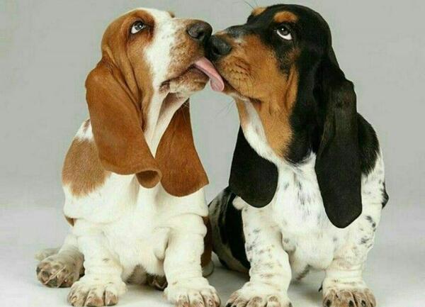 عکس سگ نر