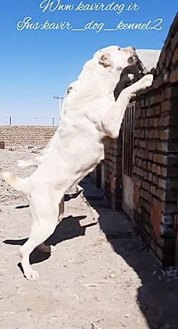 عکس سگ نر