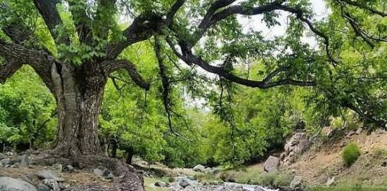 عکس طبیعت زیبا نوشهر