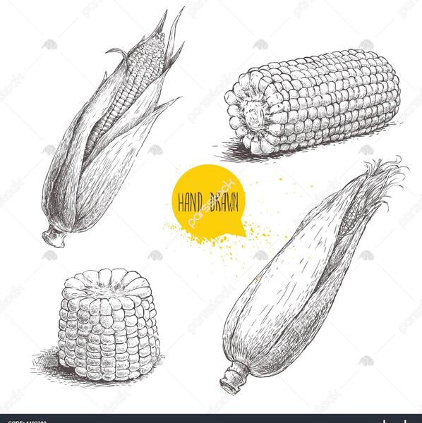عکس ذرت سبزیجات