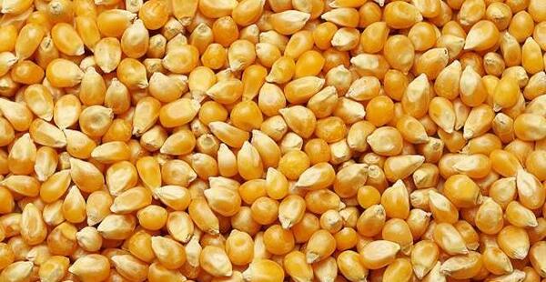 عکس ذرت سبزیجات
