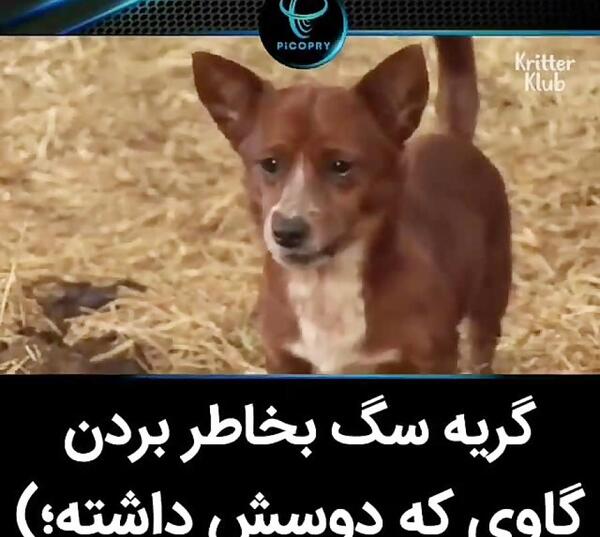 عکس گاو سگ