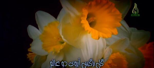 عکس گل نرگس با آهنگ