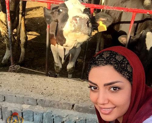 عکس گاو مهربون