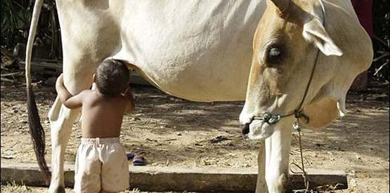 عکس گاو مهربون