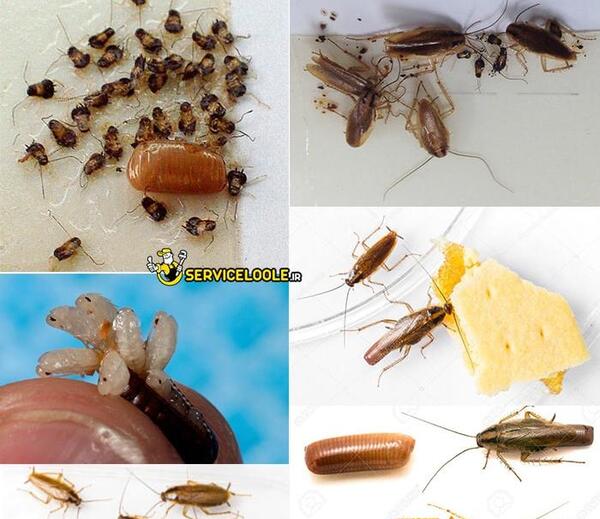 عکس سوسک ریز آلمانی